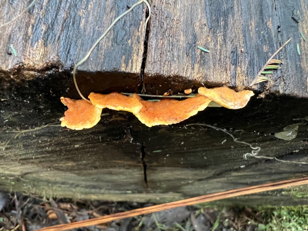 False Turkey Tail From Kinglake National Park Kinglake VIC AU On false-turkey-tail-from-kinglake-national-park-kinglake-vic-au-on