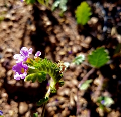 Phacelia keckii