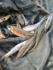 Clinostomus funduloides