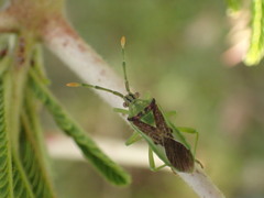 Ceratopachys nigricornis