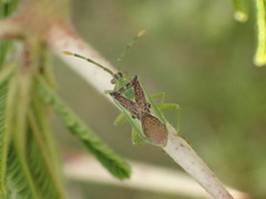 Ceratopachys nigricornis