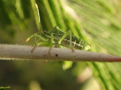 Ceratopachys nigricornis