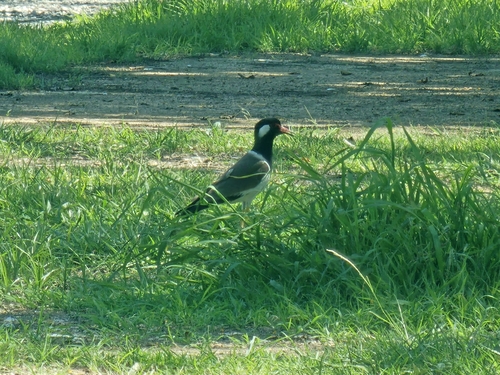 Red-wattled Lapwing