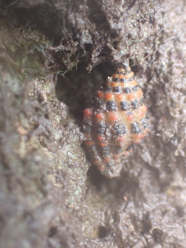 Engina alveolata observed 2023-07-02