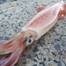 Spear Squid - Photo (c) seokinyang, some rights reserved (CC BY-NC), uploaded by seokinyang