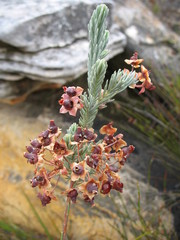 Erica glauca glauca