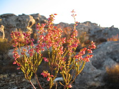 Erica lateralis