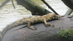 African Slender-Snouted Crocodile photo 4