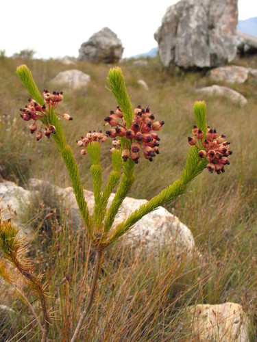 Redwine Heath (Erica atrovinosa)