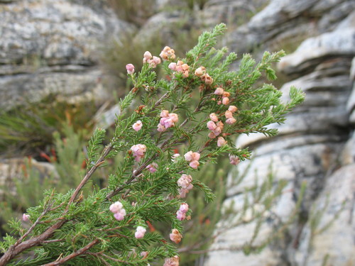Image of Crested Heath (Erica cristiflora) by (c) Michael D. Pirie, some rights reserved (CC BY)