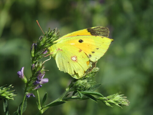 Clouded yellow
