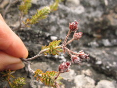 Erica oresigena