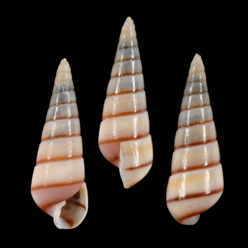Tiberia pulchella, 2023-06-19