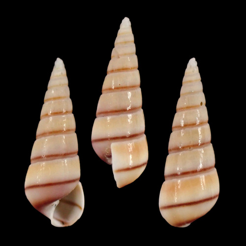 Tiberia pulchella, 2023-06-19