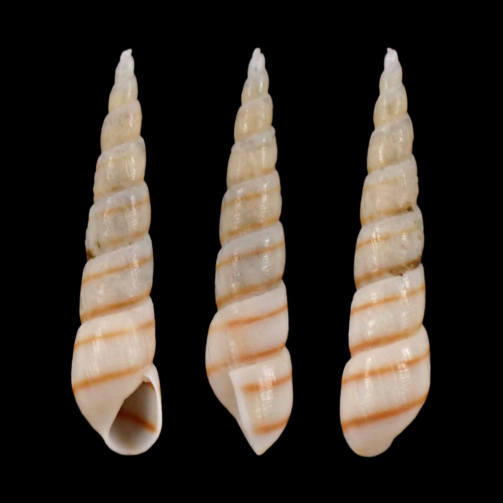 Bacteridium vittatum