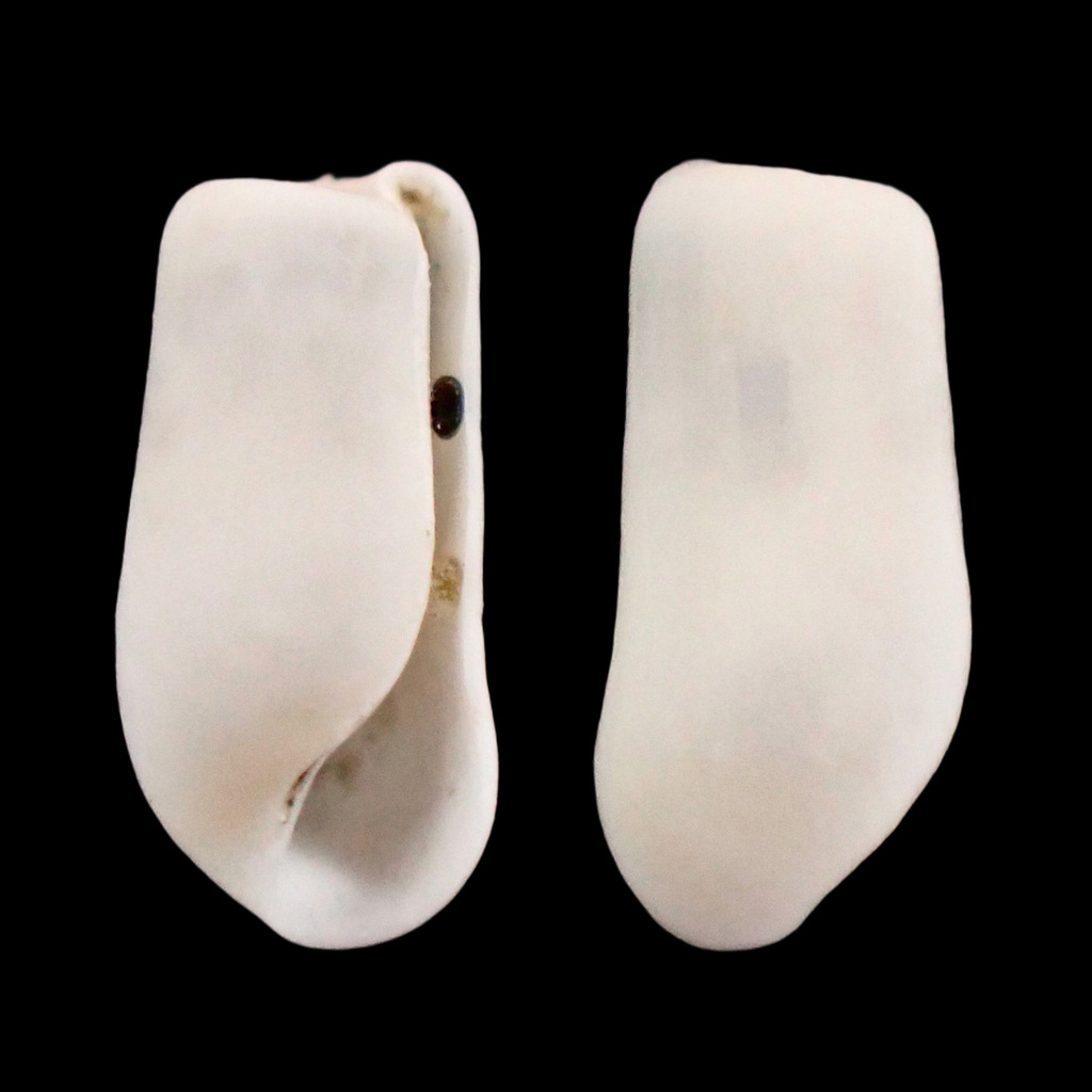 Retusa succincta
