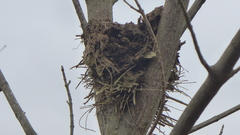 Thryothorus ludovicianus