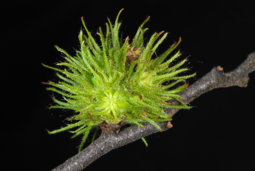 Comptonia peregrina