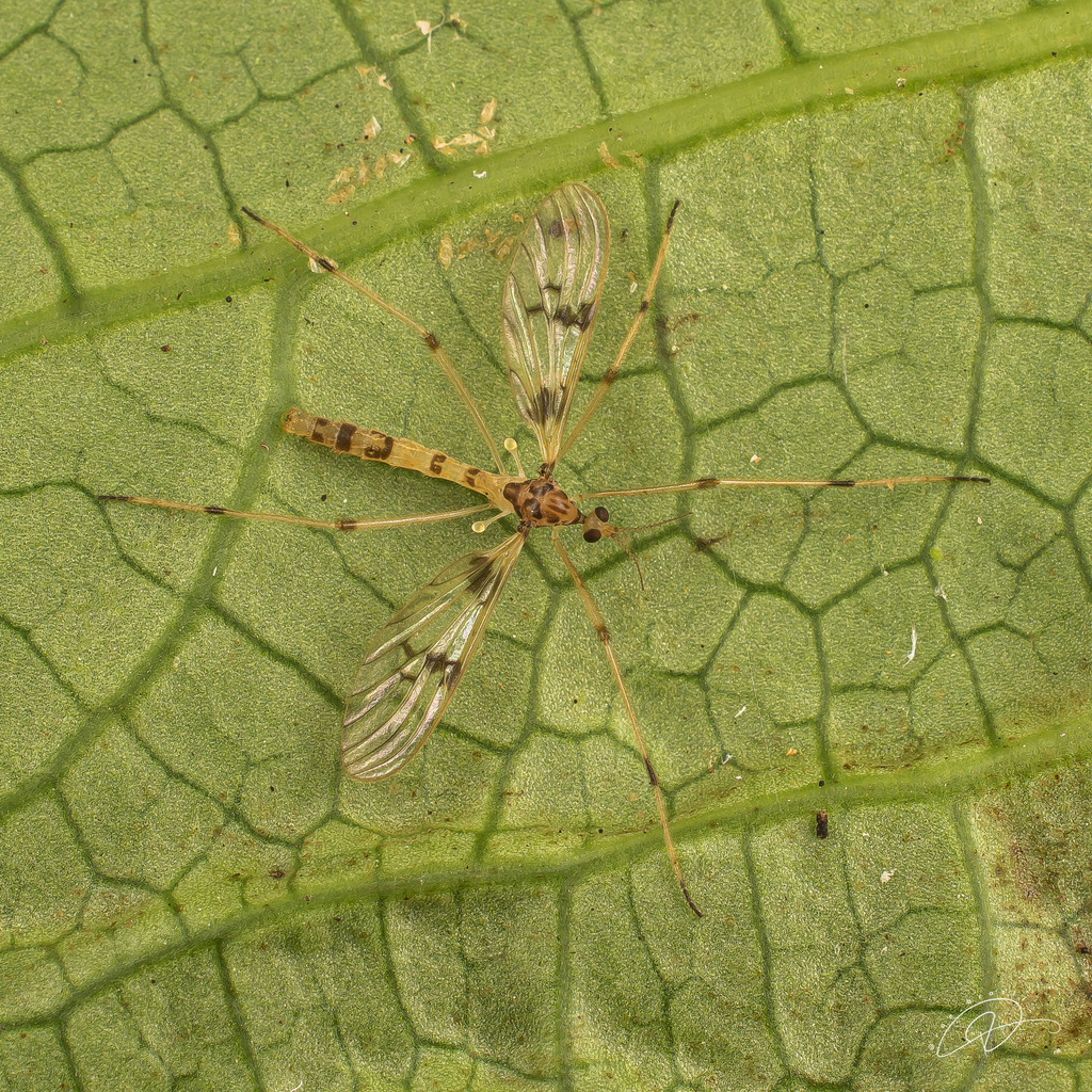 Neognophomyia hirsuta