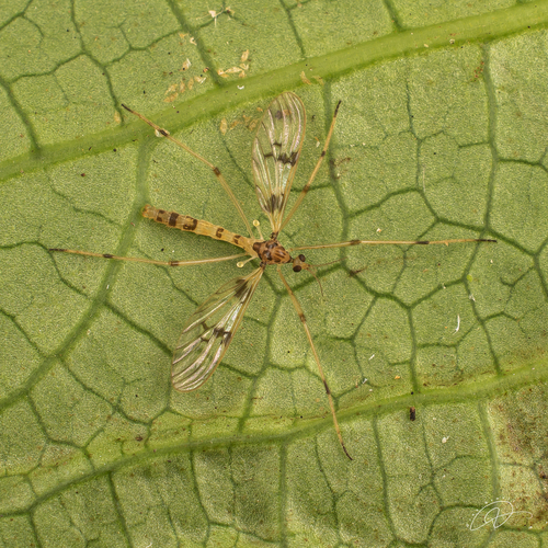 Neognophomyia hirsuta