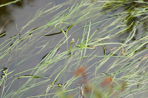 Northern bur-reed (Sparganium hyperboreum)