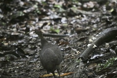 Crypturellus cinereus