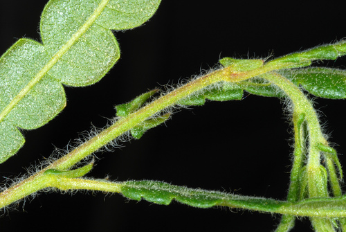 Comptonia peregrina