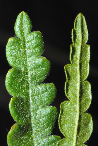 Comptonia peregrina