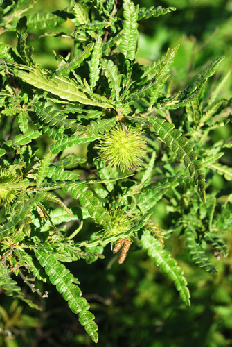 Comptonia peregrina