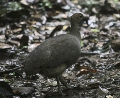 Crypturellus cinereus