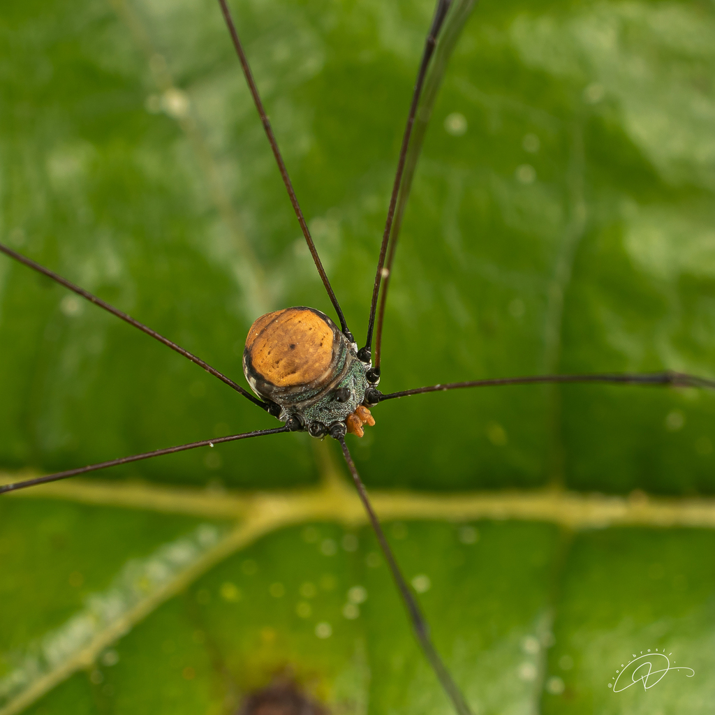 daddy longlegs