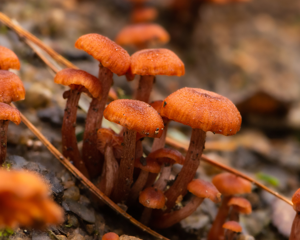 Laccaria laccata · July 2023 · photo: © niboldus (iNaturalist, cc-by)