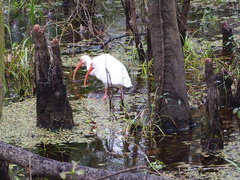 Eudocimus albus
