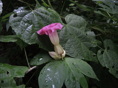Ipomoea kahloae