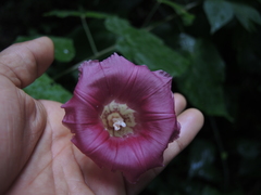 Ipomoea kahloae