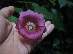 Ipomoea kahloae