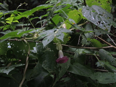 Ipomoea kahloae