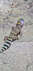 Marbled Velvet Gecko