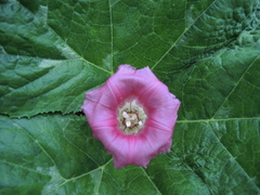 Ipomoea kahloae