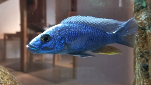 Electric blue hap (Sciaenochromis fryeri) — Cichlidae — 3