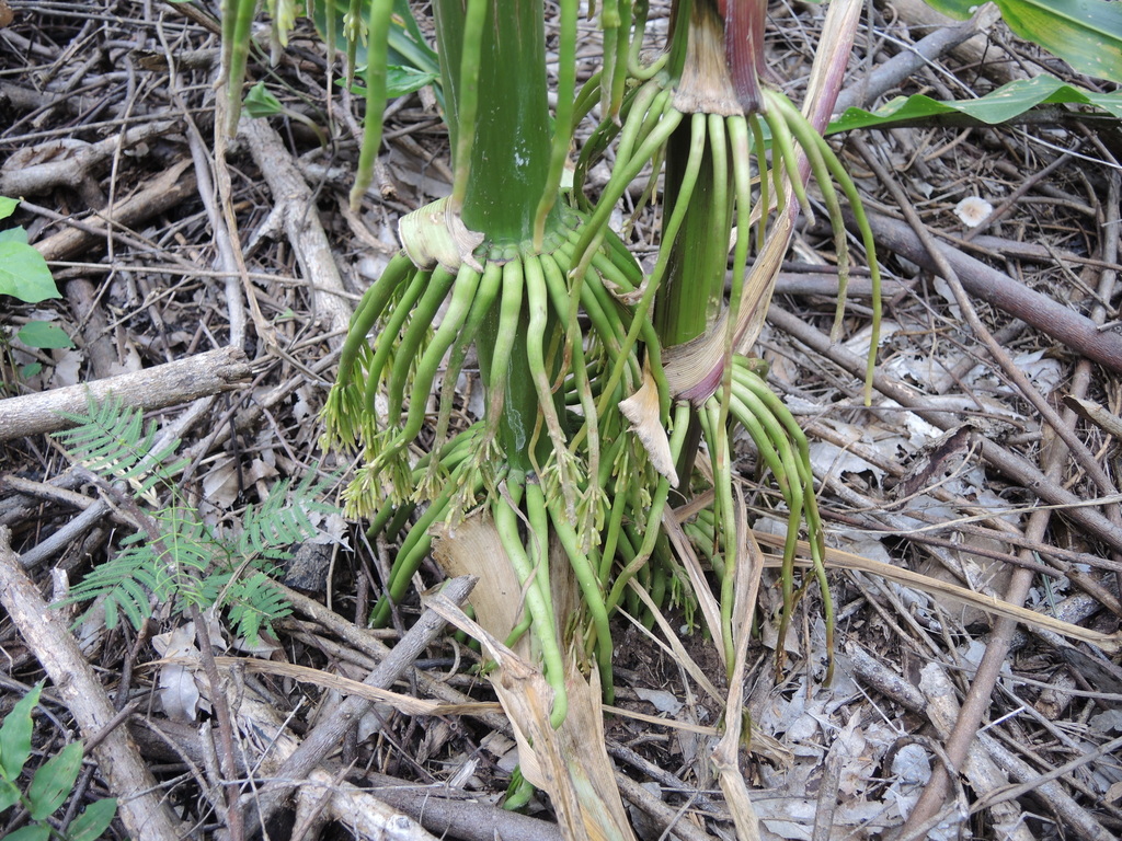 Corn plant with silks emerging from the developing ear