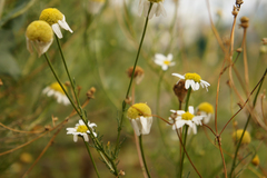 Matricaria
