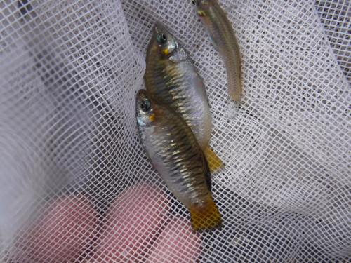 Blackbarred limia (Limia nigrofasciata) — Poeciliidae — 3