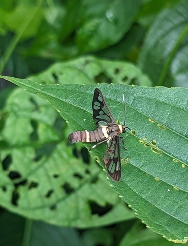 Handmaiden moth