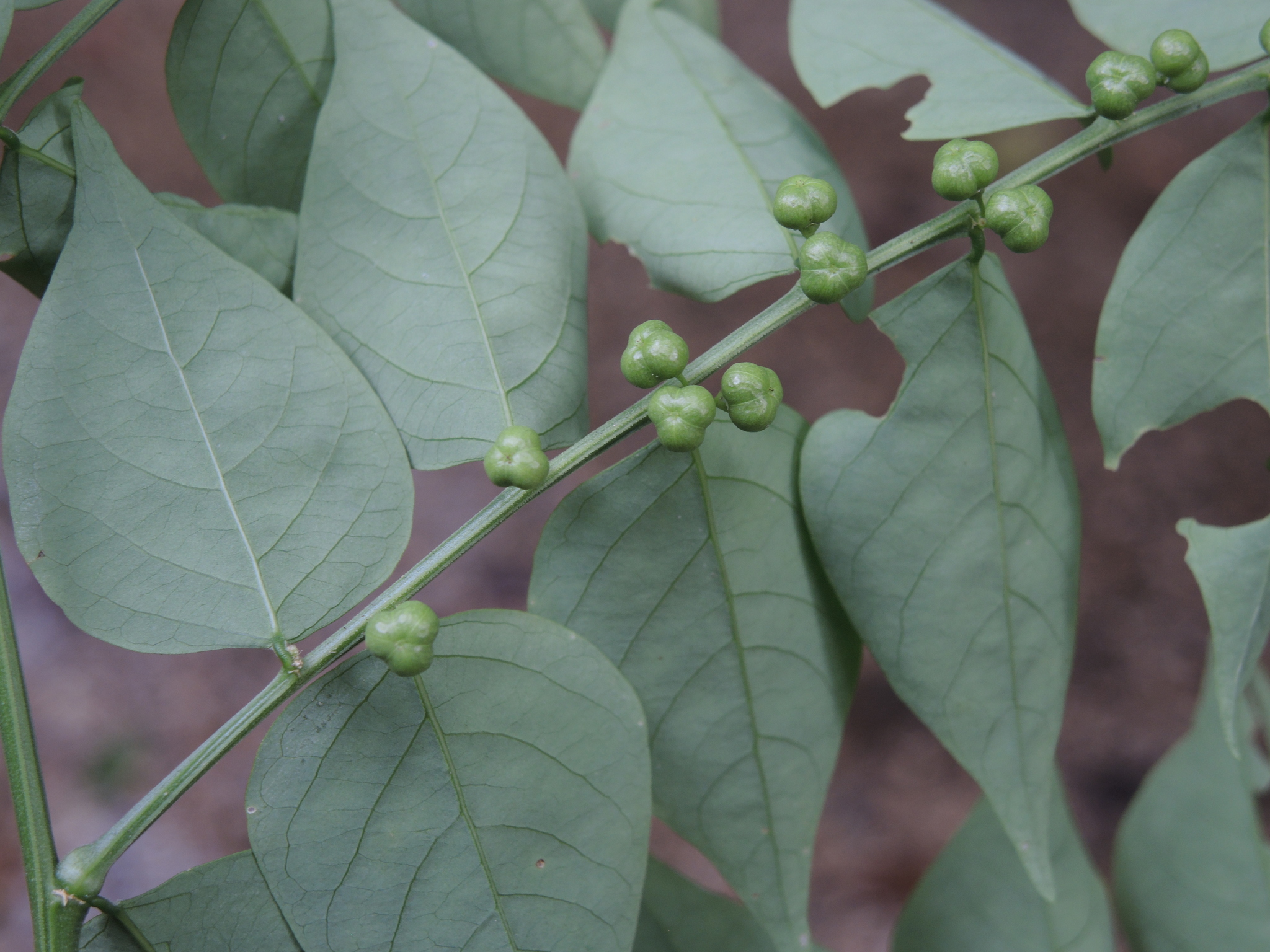 Phyllanthus acuminatus