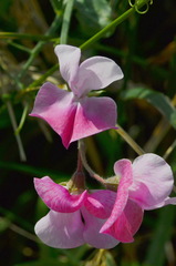 Lathyrus odoratus