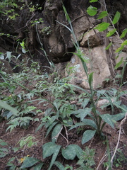 Manfreda littoralis