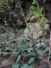 Manfreda littoralis