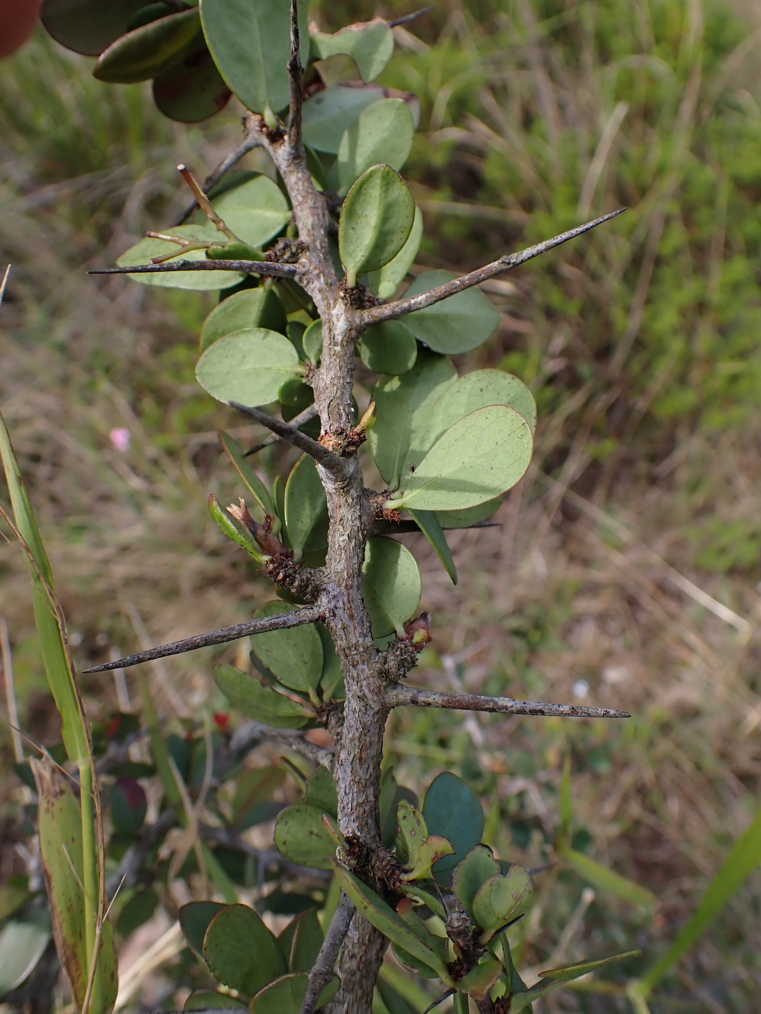 Bastard Spikethorn (Putterlickia pyracantha) · iNaturalist