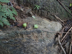 Manfreda littoralis